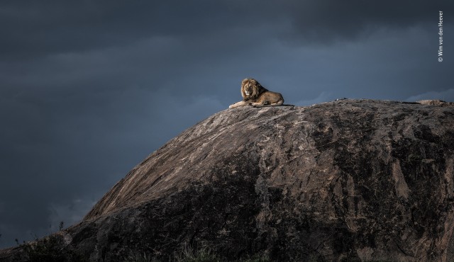 «Король Лев». Серенгети, Танзания. Фотограф Вим ван ден Хеевер