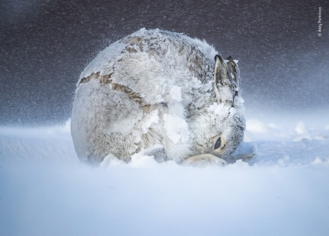 Заяц в снегу, Шотландское нагорье. Фотограф Энди Паркинсон