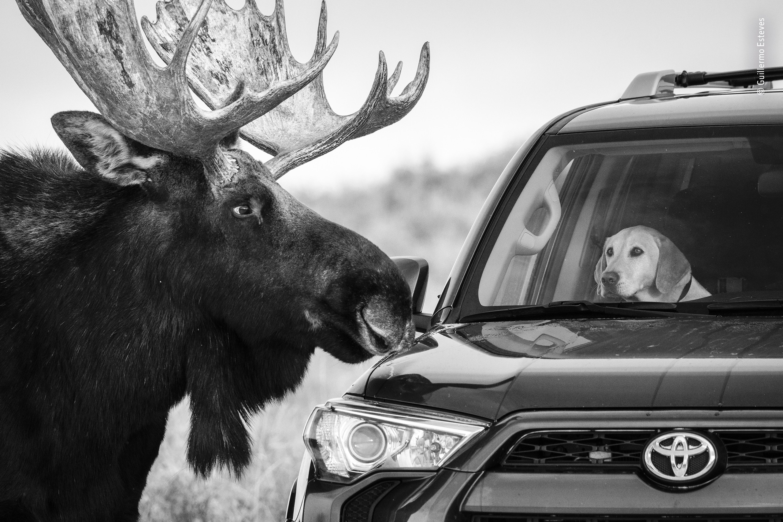 Лось и пёс. Национальный парк Гранд-Титон, Вайоминг, США. Фотограф Гильермо Эстевес