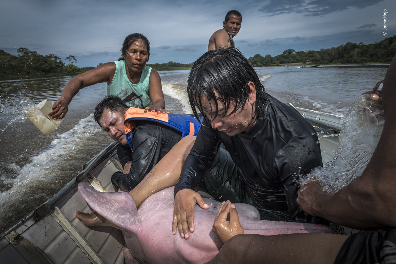 Объятия дельфина. Команда из WWF перевозит дельфина для установки GPS-метки на спинной плавник с целью изучения здоровья и миграции речных дельфинов, Колумбия. Фотограф Хайме Рохо. People’s Choice Award, 2021