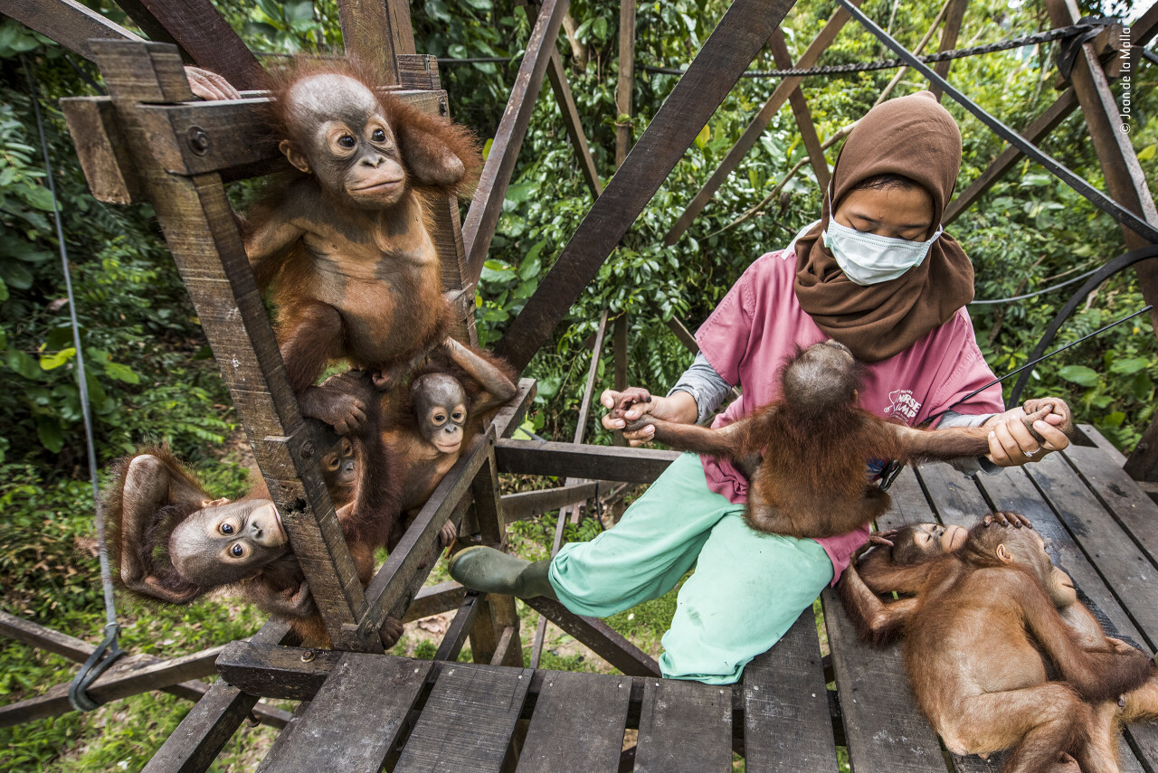Организация по спасению животных занимается реабилитацией осиротевших или раненых орангутанов, лишающихся среды обитание из-за вырубки лесов Борнео. Фотограф Жоан де ла Малла. People’s Choice Award, 2021