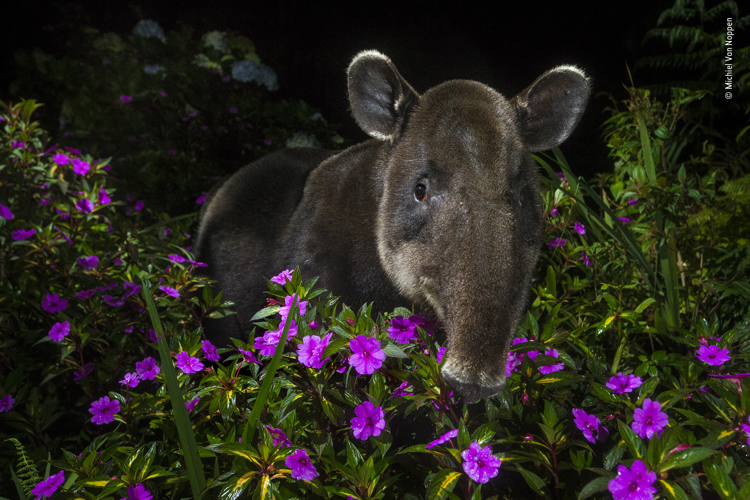 «Ку-ку». Тапир (или «садовник леса») у национального парка Браулио Каррильо, Коста-Рика. Фотограф Мишель Ван Ноппен. People’s Choice Award, 2021