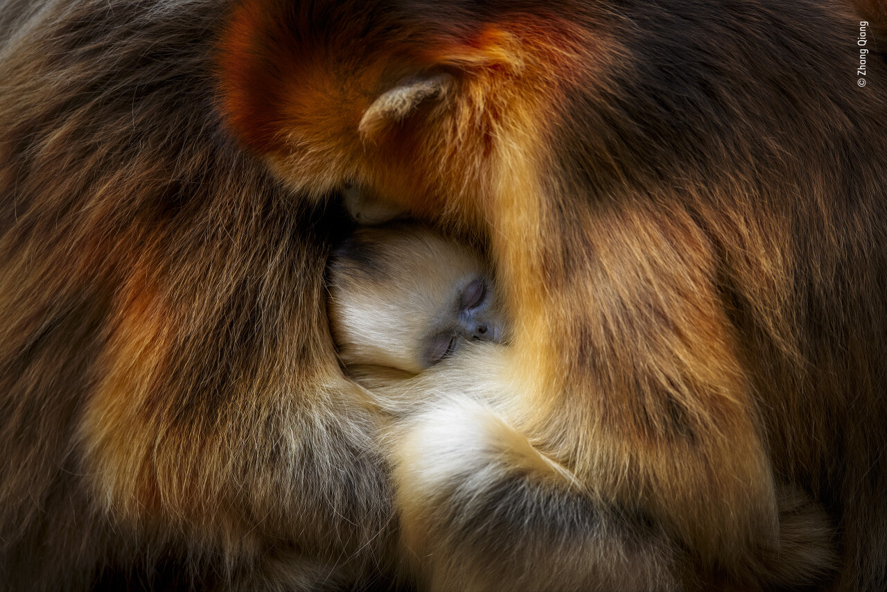«Обезьяньи обнимашки». Сычуаньские курносые обезьяны (рокселланов ринопитек) в горах Циньлин, Китай. Фотограф Чжан Цян. People’s Choice Award, 2021