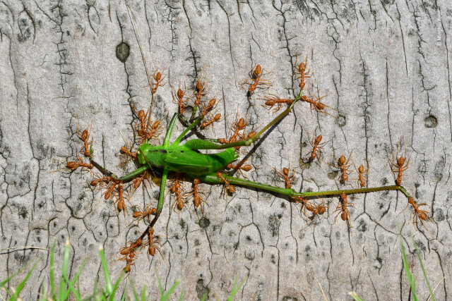 «Совместный труд». Древесные муравьи тащат зелёное кузнечиковое насекомое. Фотограф Минхуэй Юань. People’s Choice Award, 2021