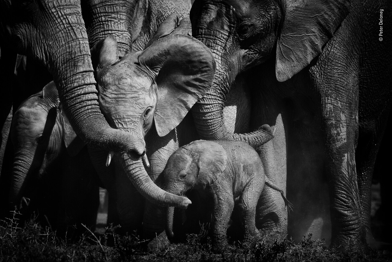 «Узы любви». Стадо слонов сомкнуло ряды для защиты детёнышей в национальном парке Эддо-Элефант, Южная Африка. Фотограф Питер Делани. People’s Choice Award, 2021