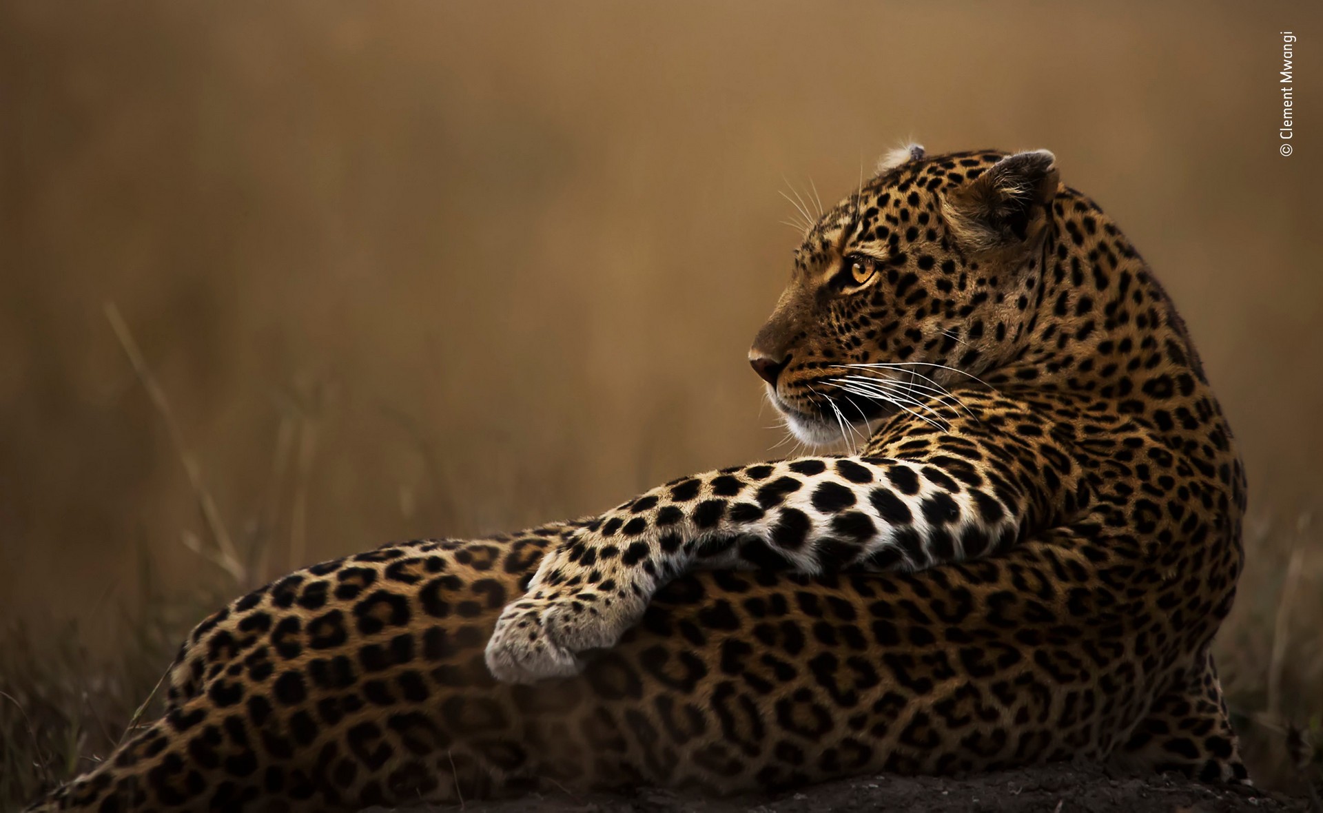 Финалист 2019. Позёр. Леопард в национальном заповеднике Масаи-Мара в Кении. Автор Клемент Мванги