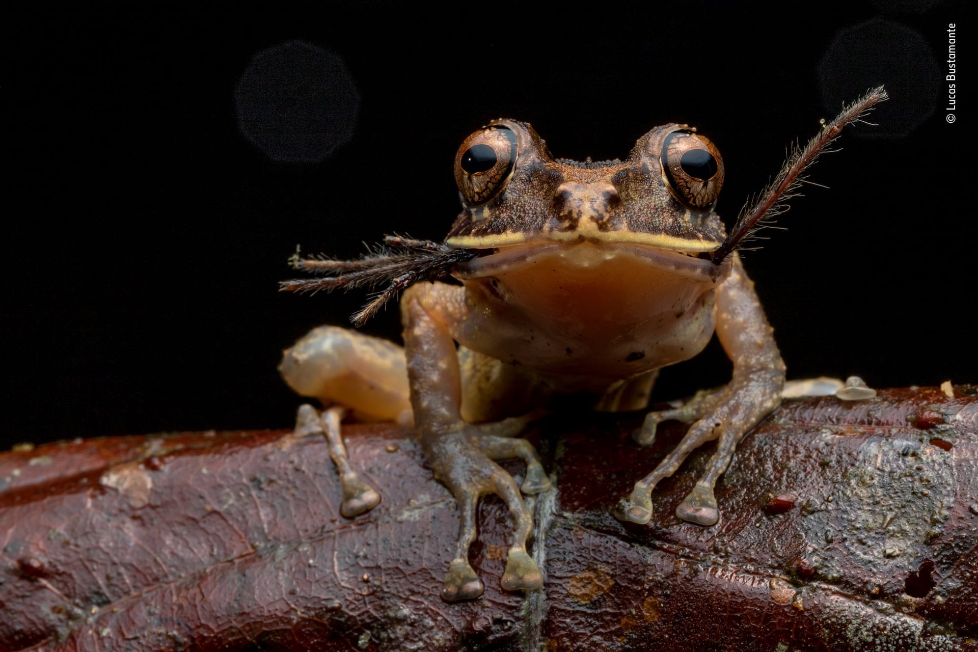 Финалист 2019. Приятного аппетита. Дождевая лягушка, съедающая детёныша тарантула в эквадорских джунглях. Автор Лукас Бустаманте