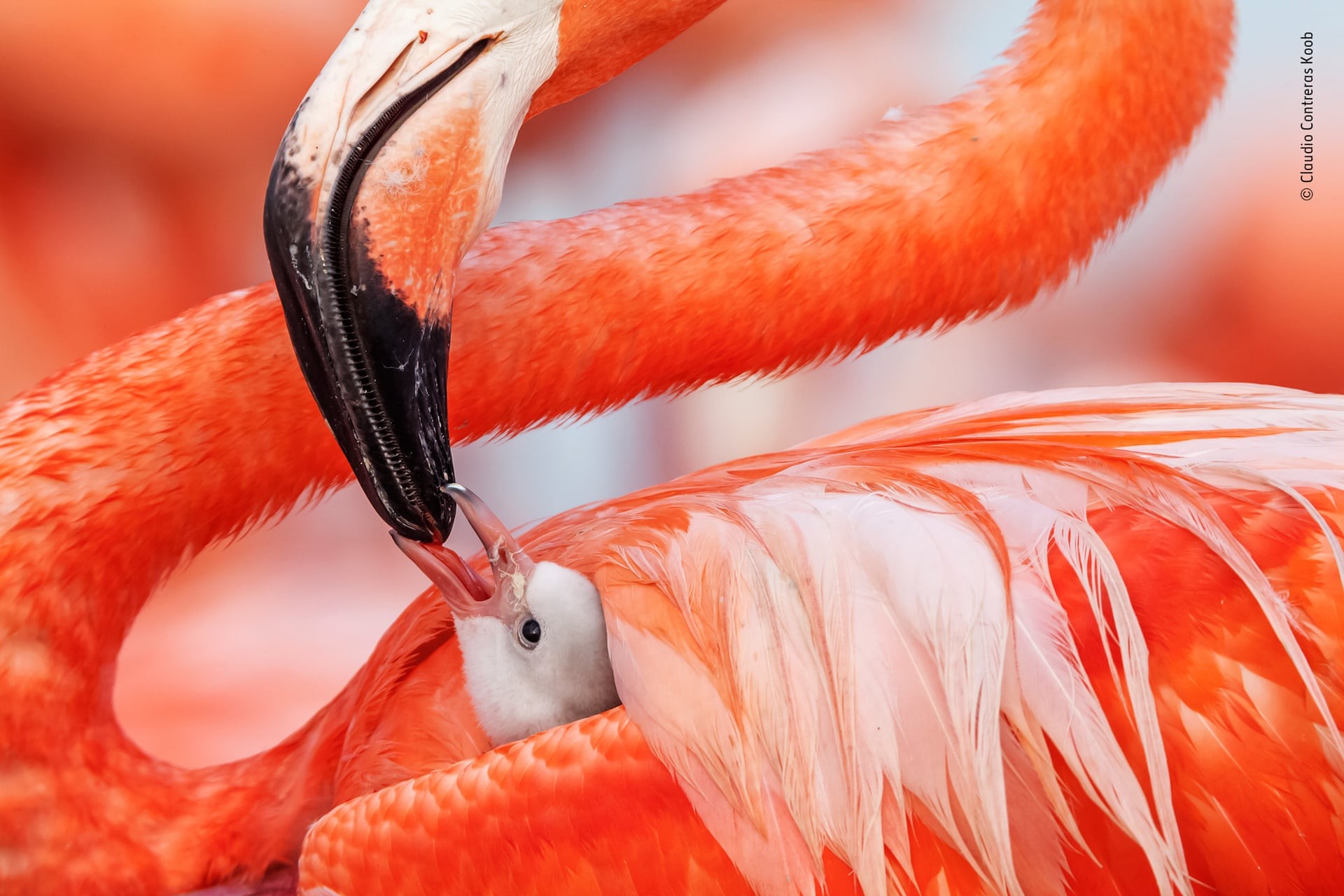Финалист 2019. Карибские фламинго в Рио-Лагартос, штат Юкатан в Мексике. Автор Клаудио Контрерас Кооб