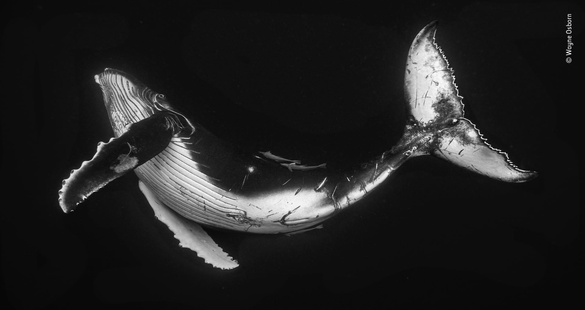 Финалист 2019. Малыш горбатого кита у архипелага Вавау, Тонга. Автор Уэйн Осборн