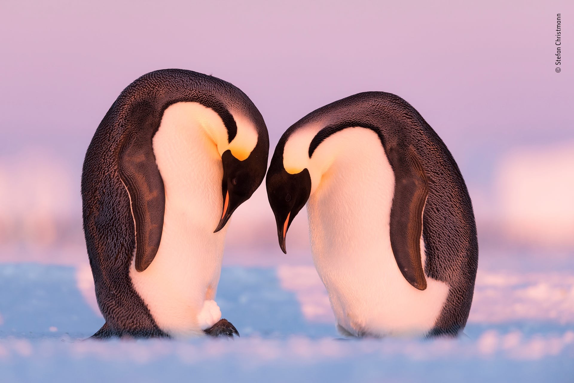 Финалист 2019. Пингвины тренируются в переносе яиц, используя снежок. Автор Штефан Христманн