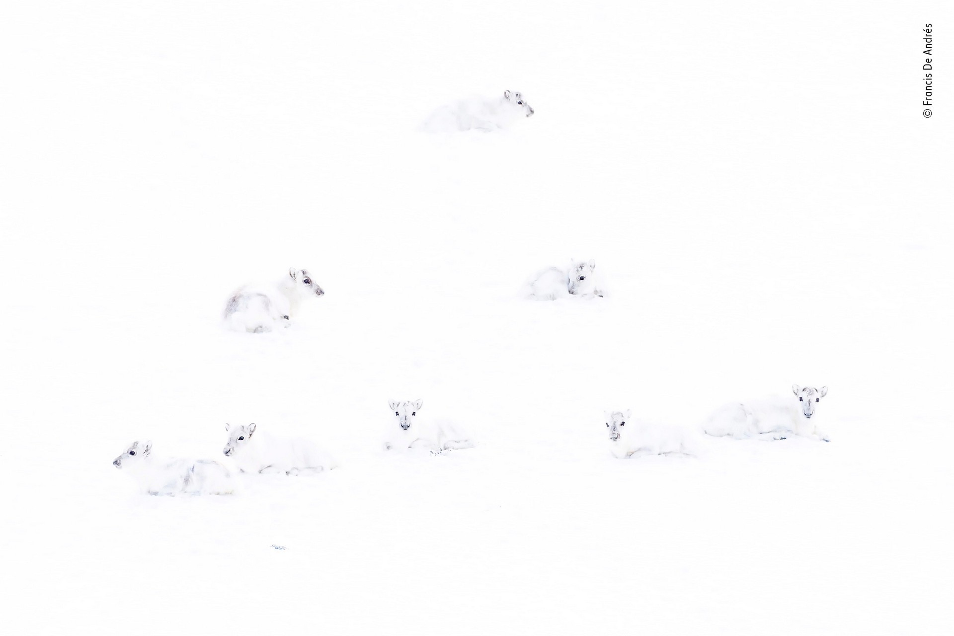 Высоко оценено, 2019. «Найди северного оленя». Шпицберген, Норвегия. Автор Франсис Де Андрес