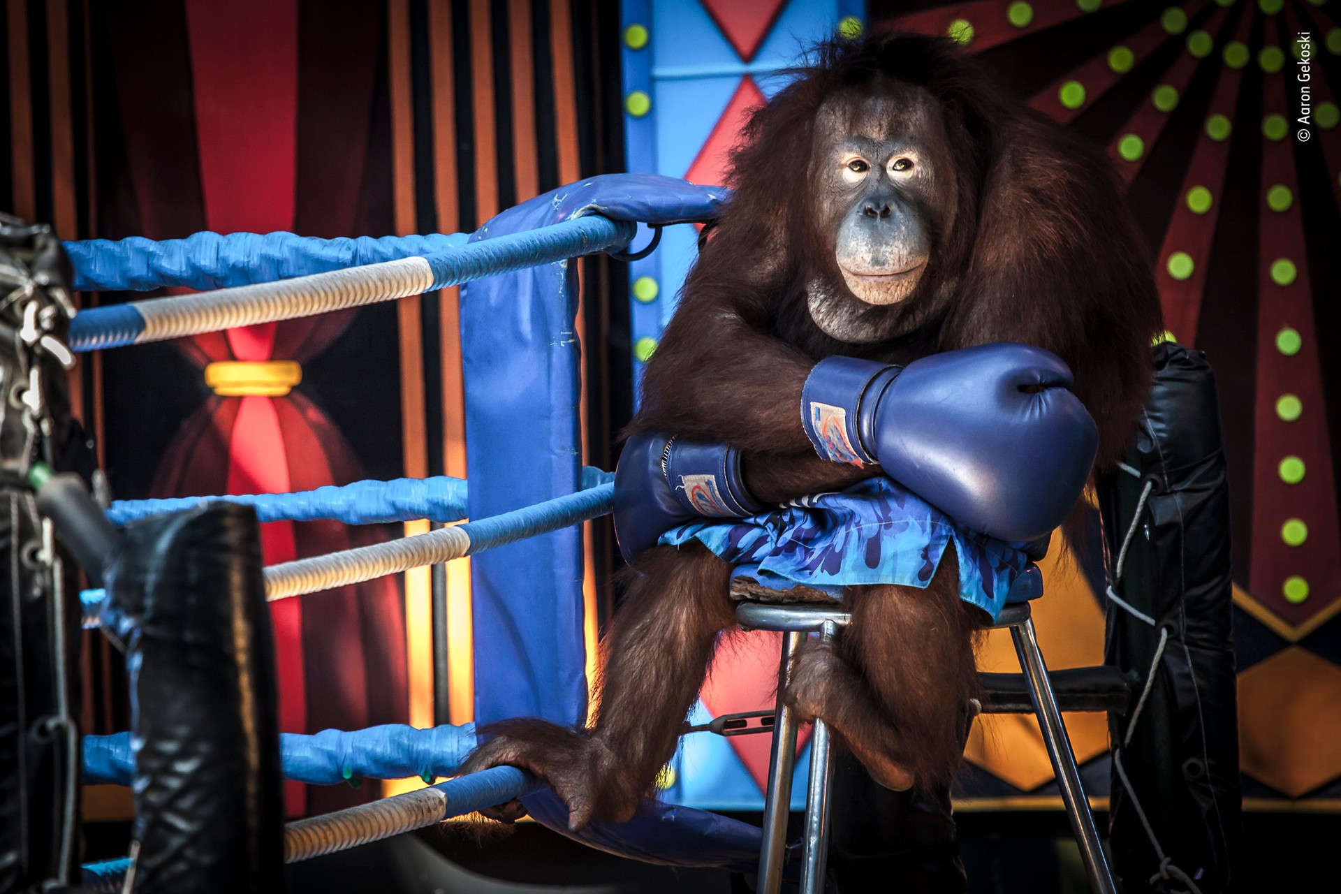 Высоко оценено, 2019. «Проигрывая бой». В Таиланде ещё существует практика использования орангутанов в развлекательных шоу. Автор Аарона Гекоски