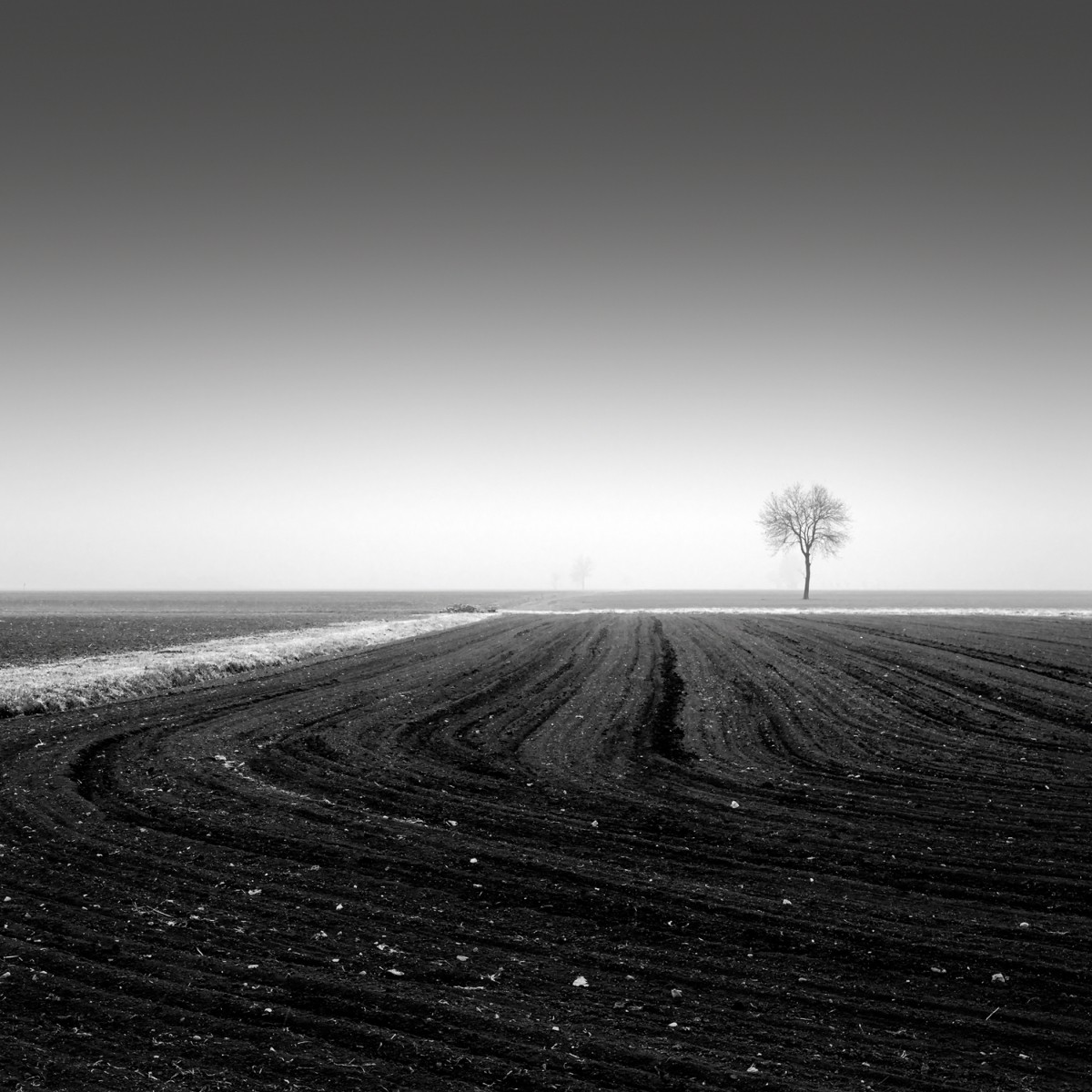Дерево за линией. Автор Розарио Чивелло
