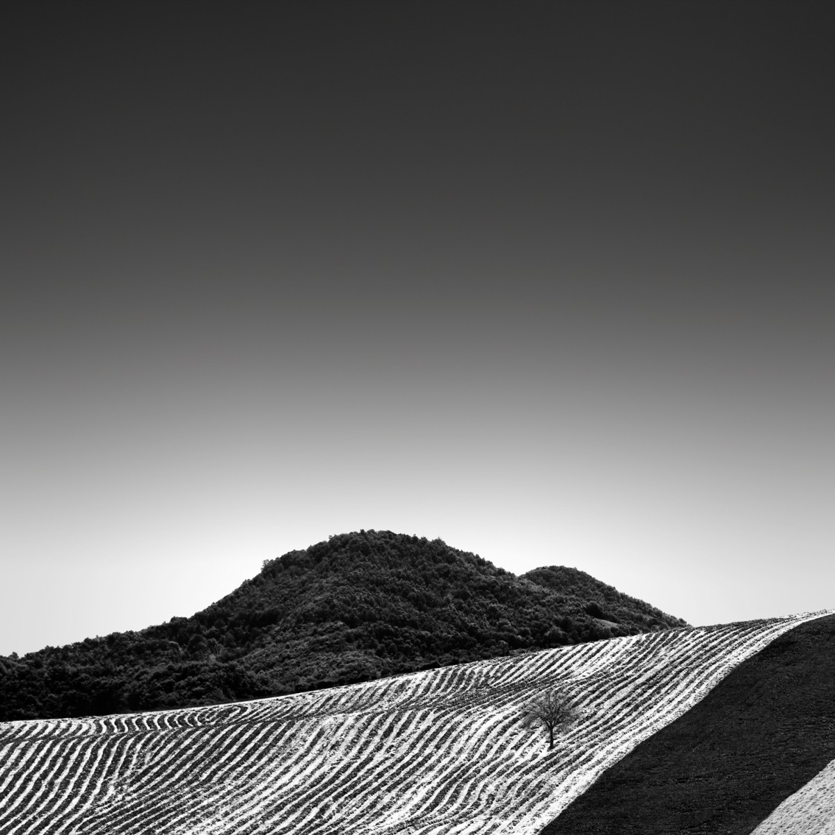 Полосатое поле. Автор Розарио Чивелло