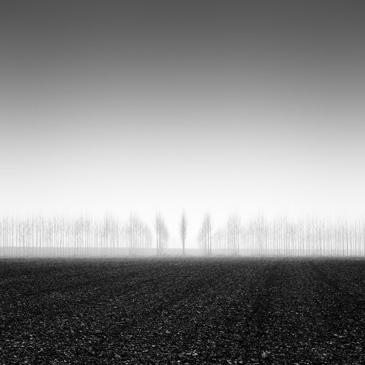 Утренний туман. Автор Розарио Чивелло