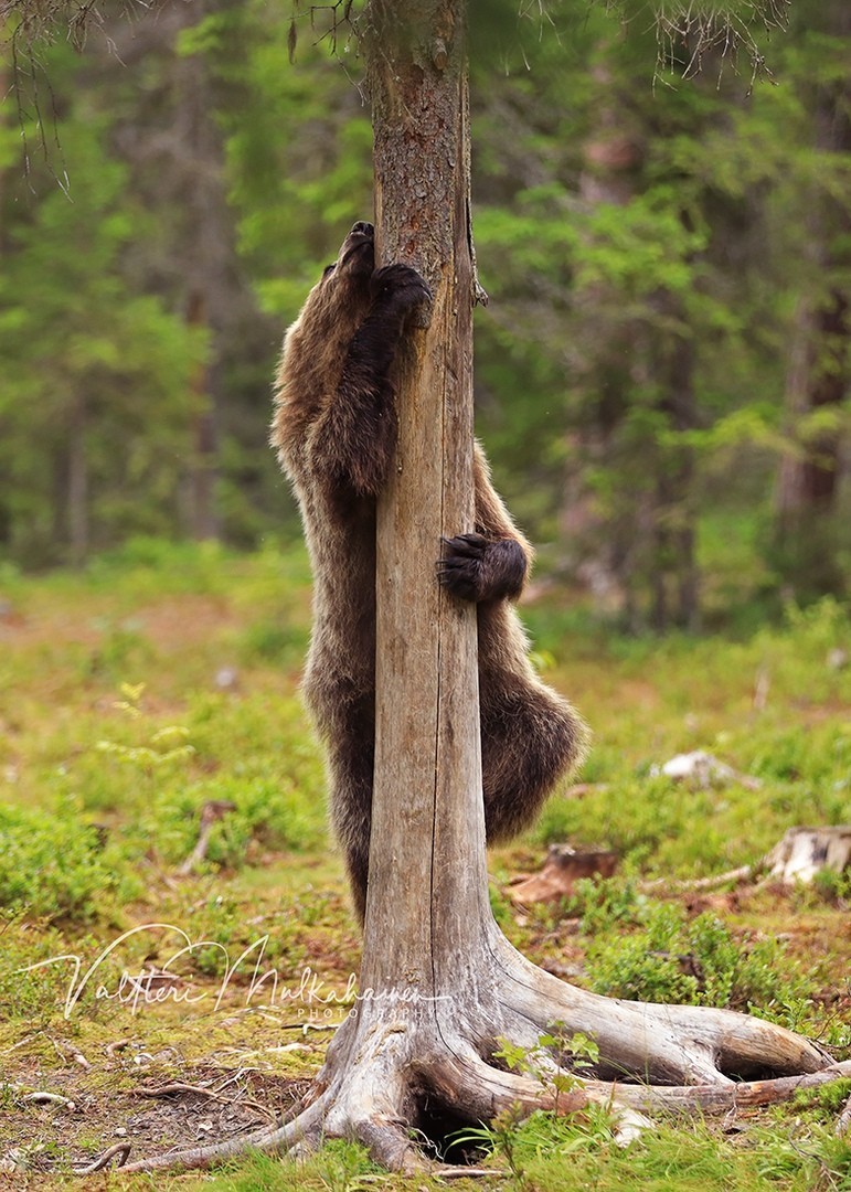 Медвежий pole dance. Автор Валттери Мулкахайнен