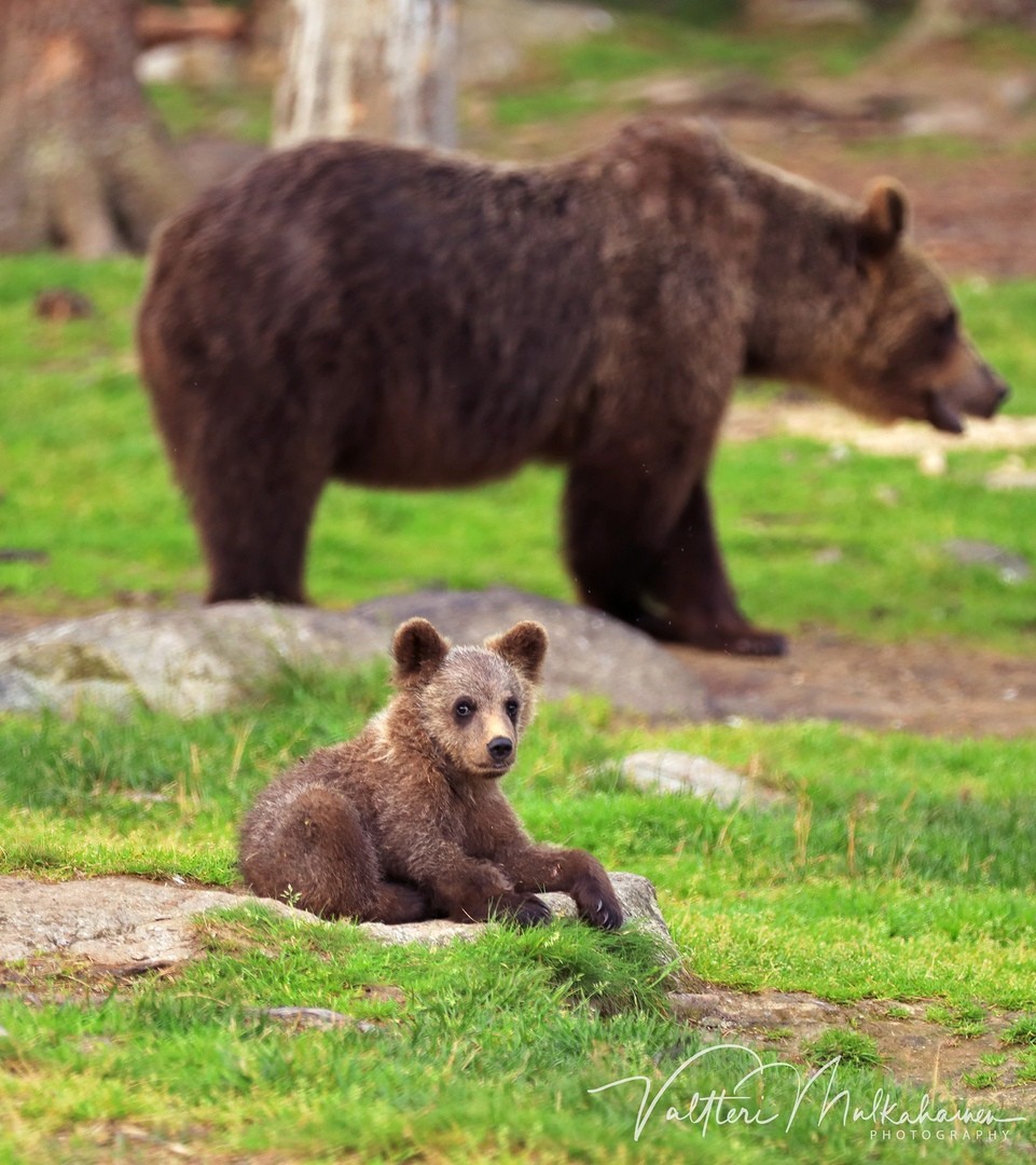 Медвежонок с медведицей. Автор Валттери Мулкахайнен