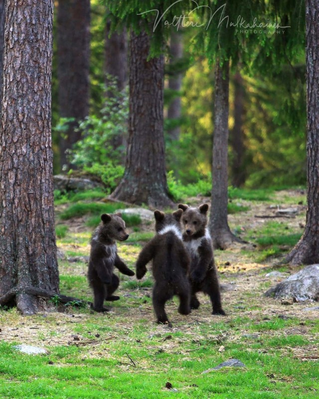 «Танец маленьких медвежат». Автор Валттери Мулкахайнен