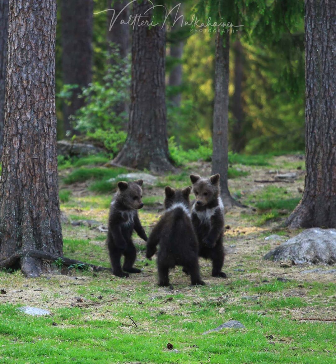 «Три медвежонка». Автор Валттери Мулкахайнен