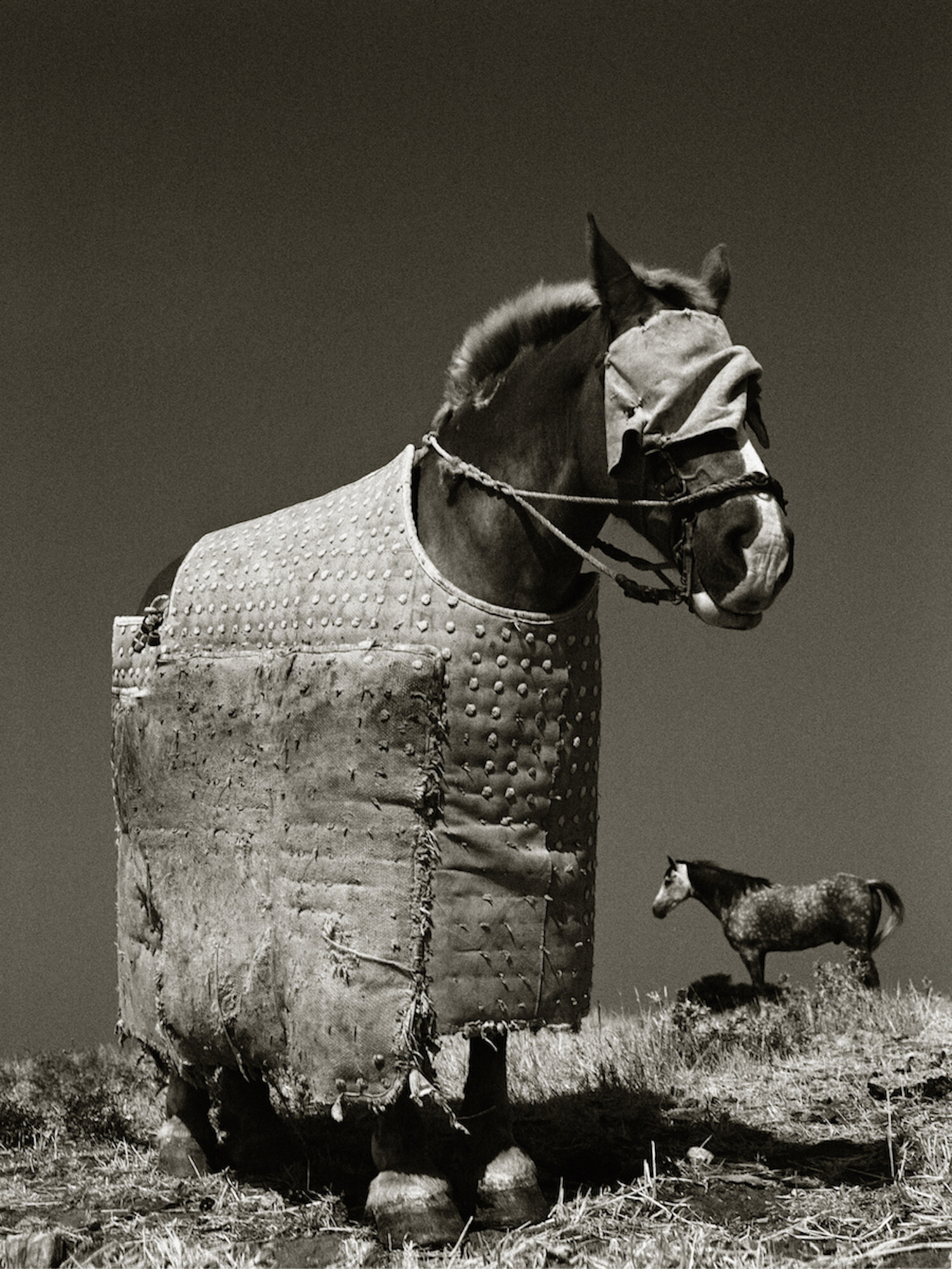 Bull-Fighting Horse, Севилья, Испания, 1986 год. Фотограф Альберт Уотсон