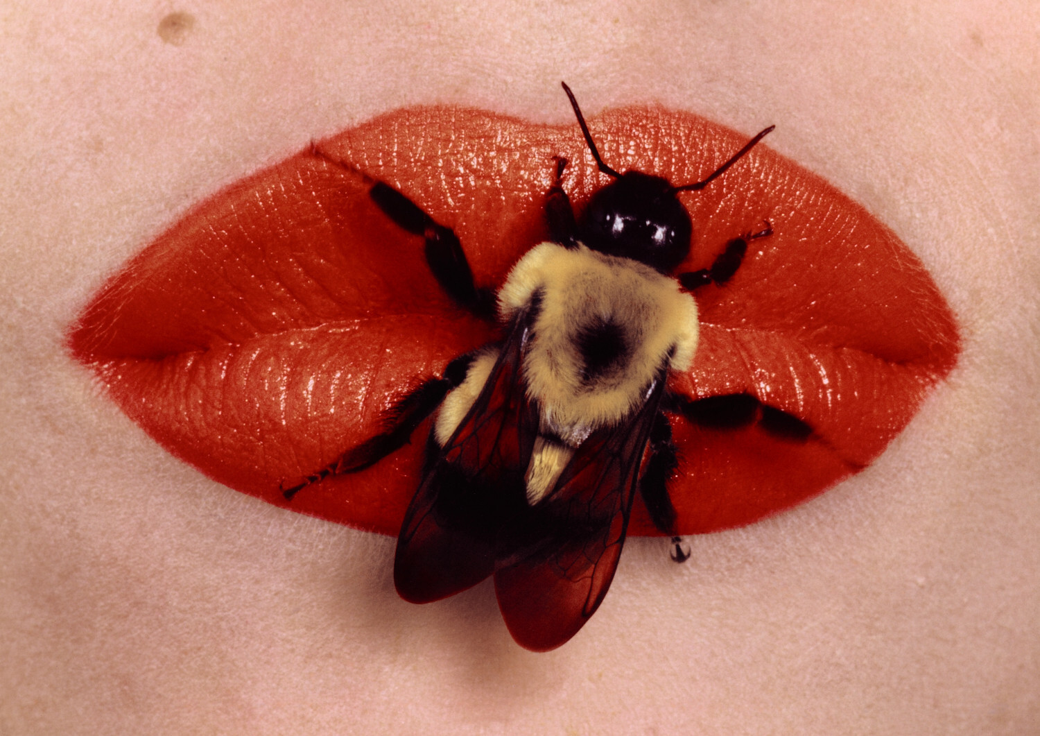 Пчела на губах, Нью-Йорк, 1995 год. Фотограф Ирвин Пенн