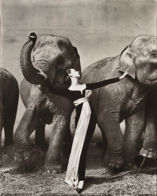 Довима со слонами, вечернее платье Dior, Cirque dHiver, Париж, 1955 г.  Фотограф Ричард Аведон