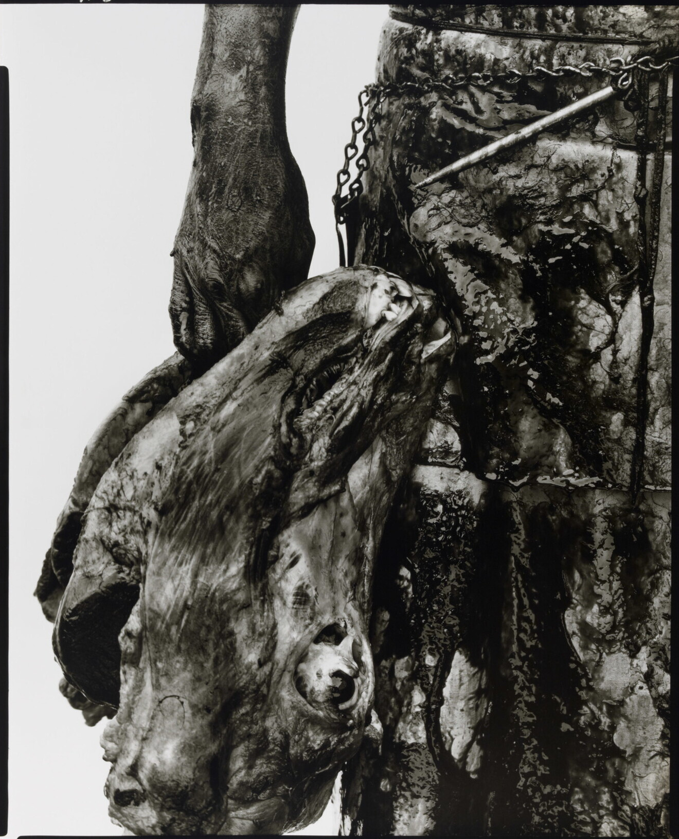 Стир, бойня, Омаха, Небраска, 10 августа 1979 г. Фотограф Ричард Аведон