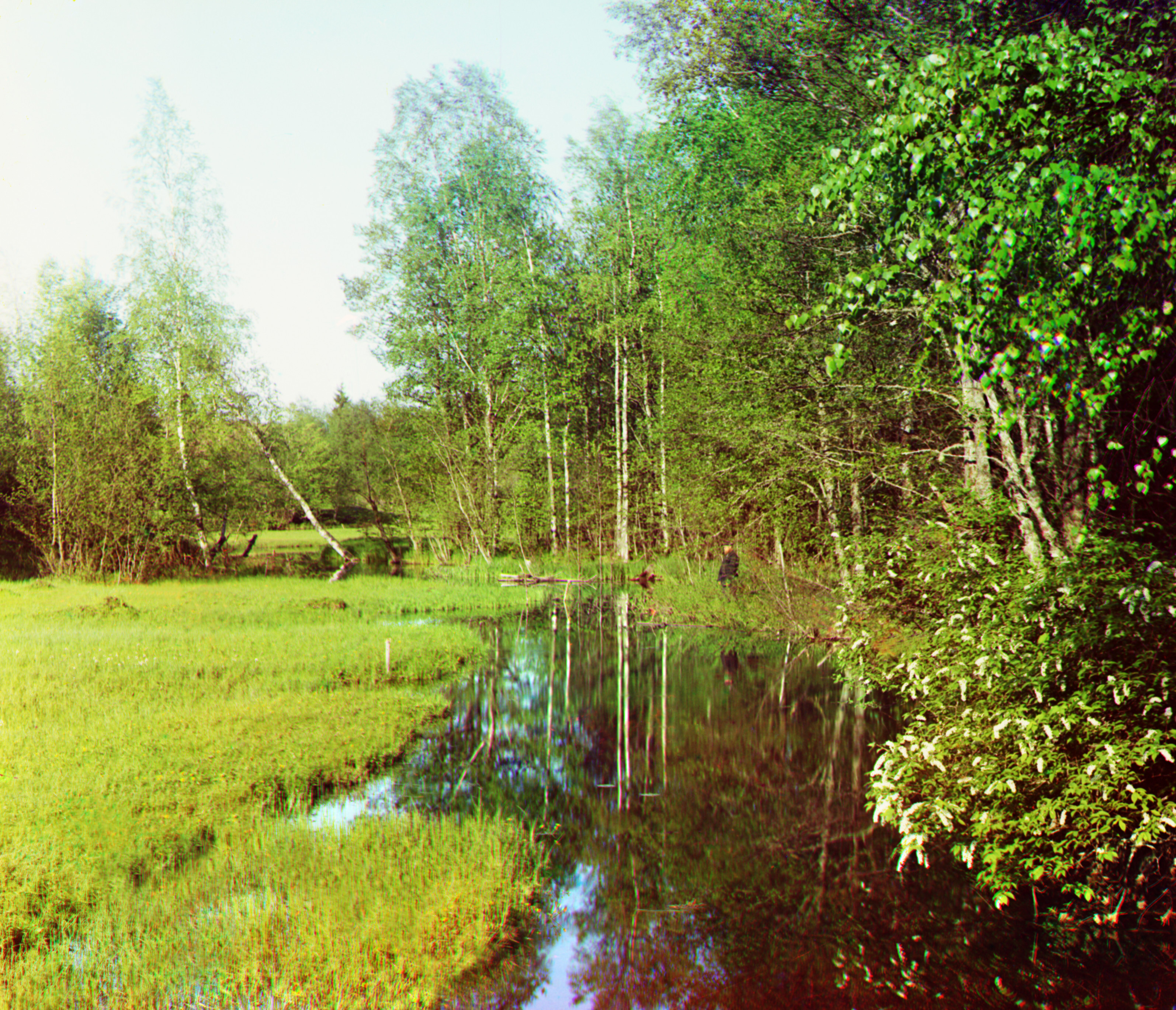 Черемуха, 1905-1915, фотограф Сергей Прокудин-Горский