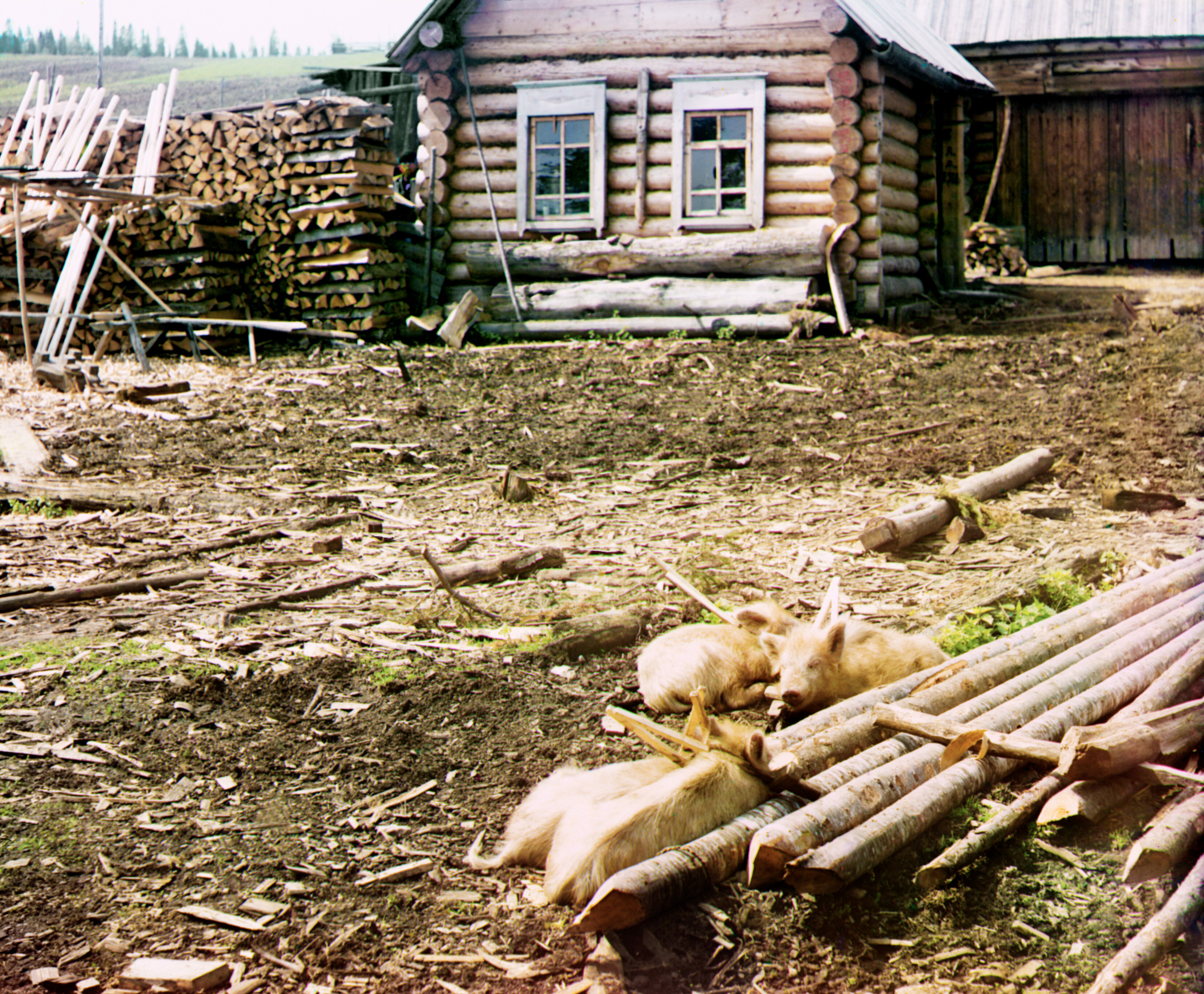 Поросята, 1912 г., фотограф Сергей Прокудин-Горский