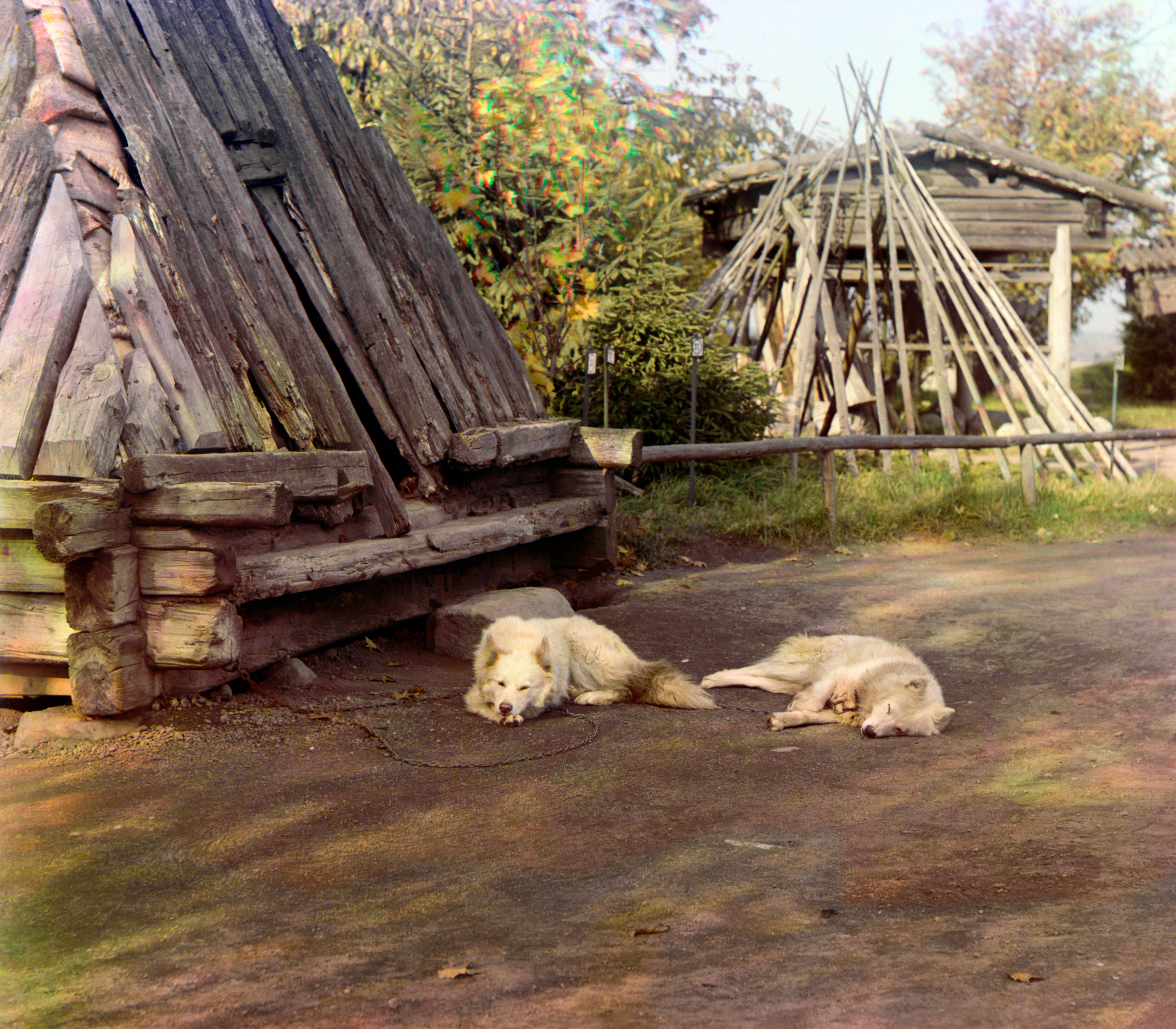 Сторожевые собаки, 1910, фотограф Сергей Прокудин-Горский