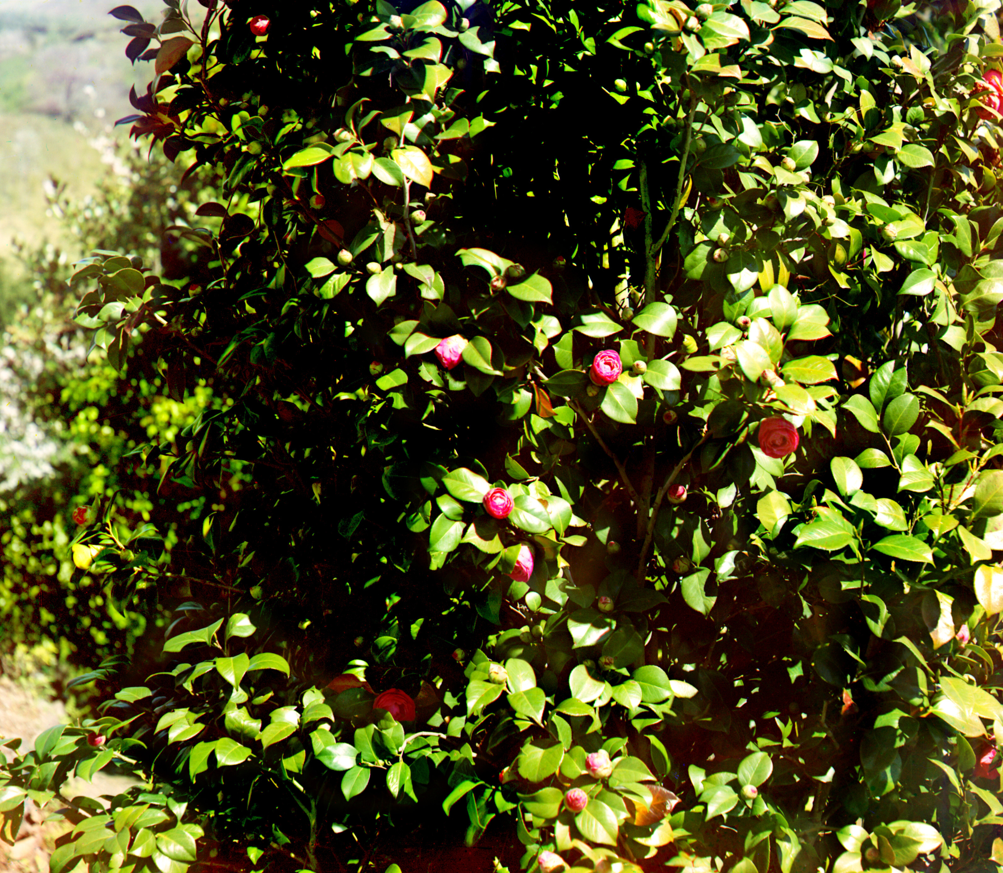 Мыс Зеленый в Батуме. В саду Баратова. Изучение, 1905-1915, фотограф Сергей Прокудин-Горский