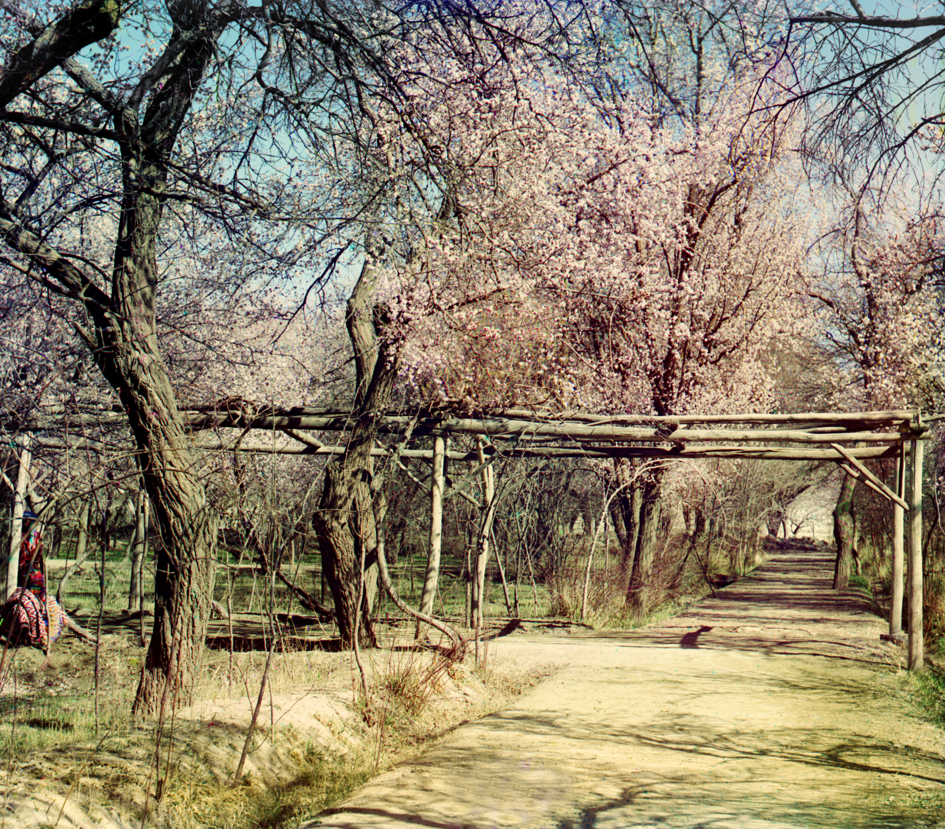 Цветущий абрикос дерево в саду Шир-Будунг. Самарканд, 1905-1915, фотограф Сергей Прокудин-Горский