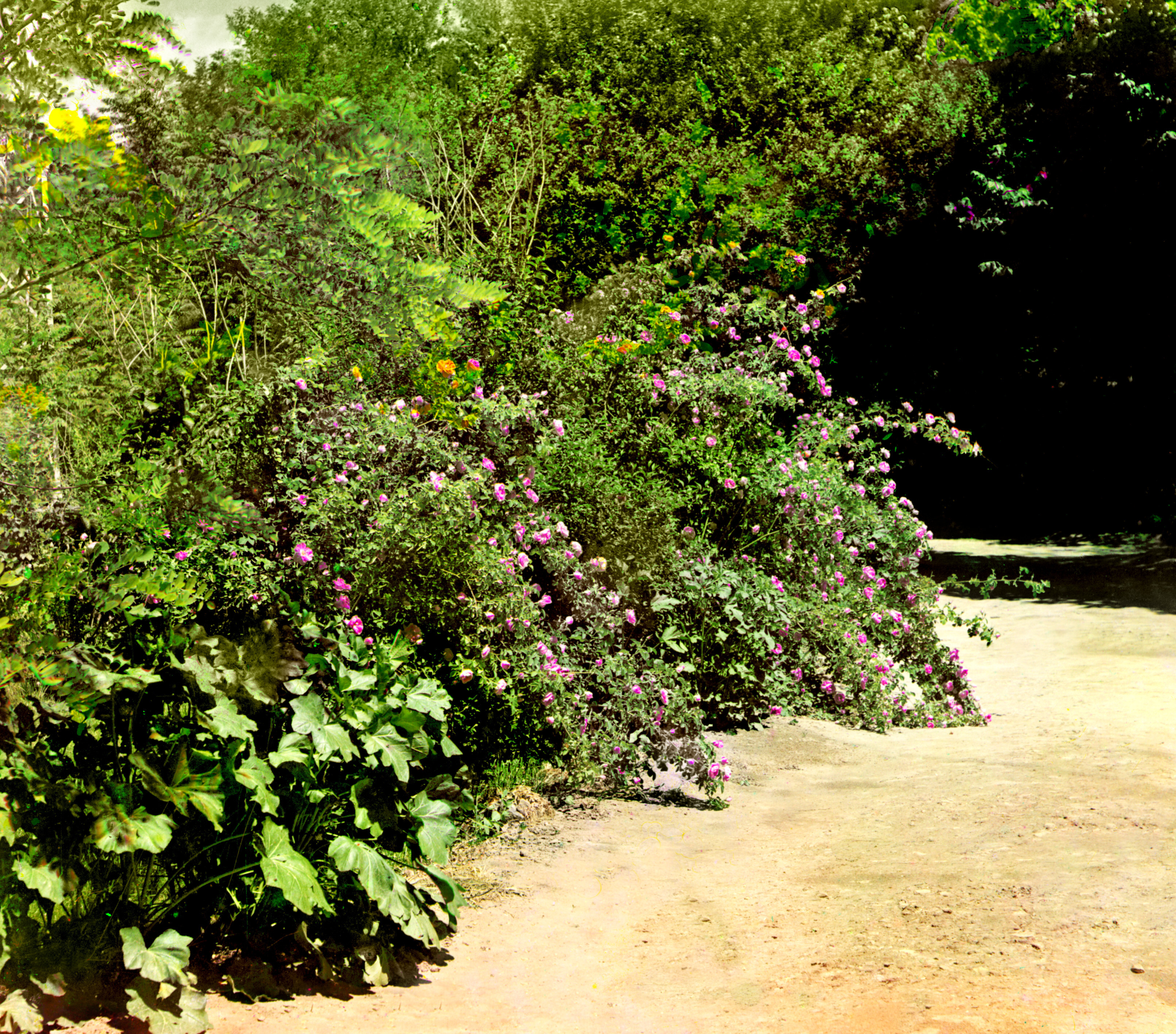 Кусты роз, 1905-1915, фотограф Сергей Прокудин-Горский