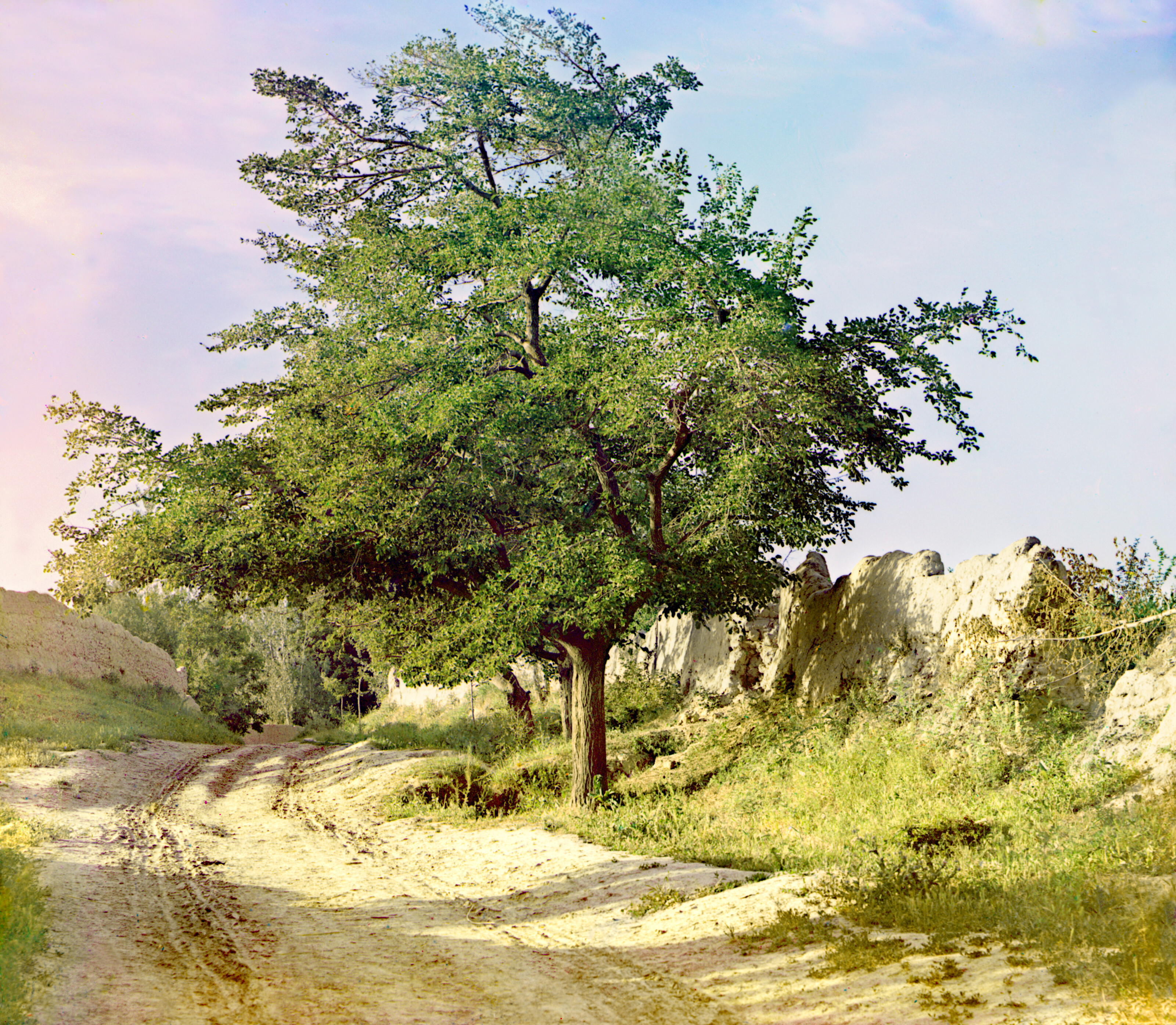 Тутовое дерево. Самарканд, 1905-1915, фотограф Сергей Прокудин-Горский