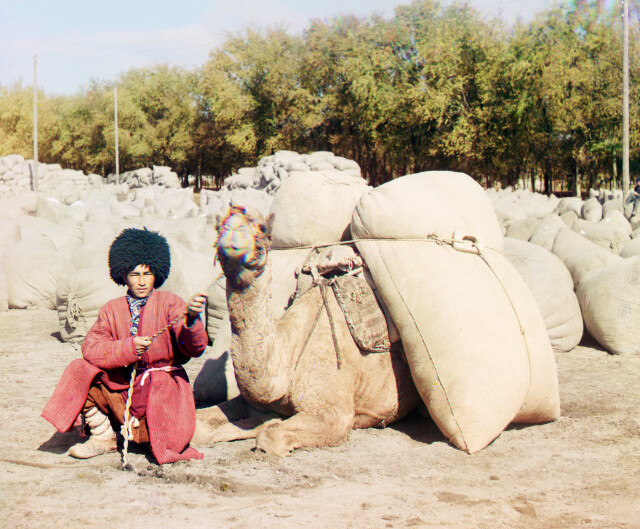 Туркменский мужчина позирует с верблюдом, нагруженным мешками, вероятно, с зерном или хлопком, Средняя Азия, 1905-1915, фотограф Сергей Прокудин-Горский