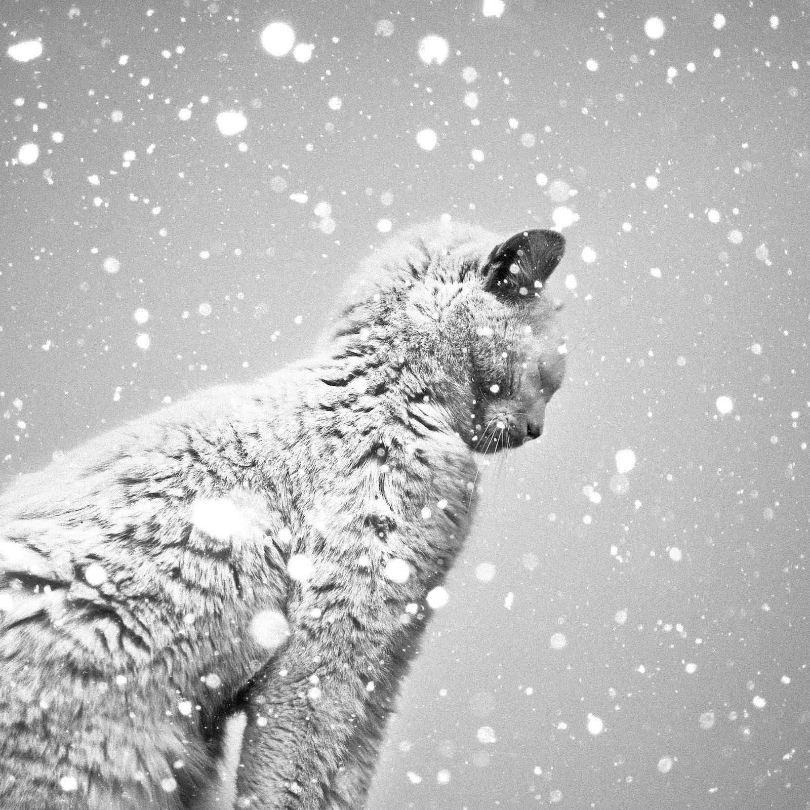 Кот и снегопад. Автор Бенуа Корти