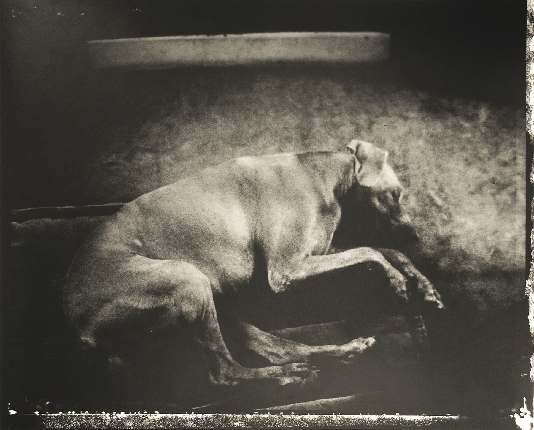 Le chien assoupi, 2003 г. Фотограф Сара Мун