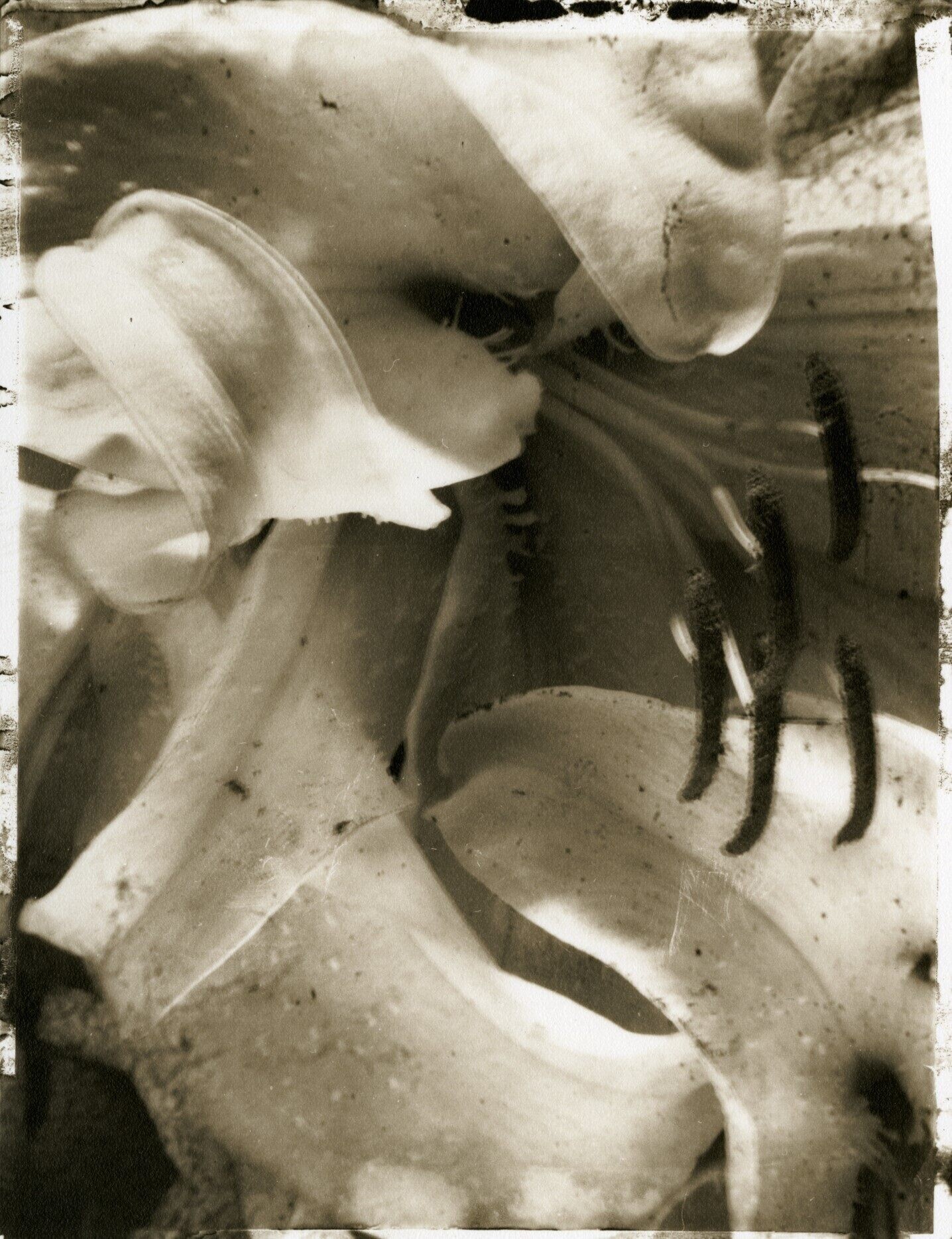 Лилии для Cacharel Beauté, 1993 г. Фотограф Сара Мун