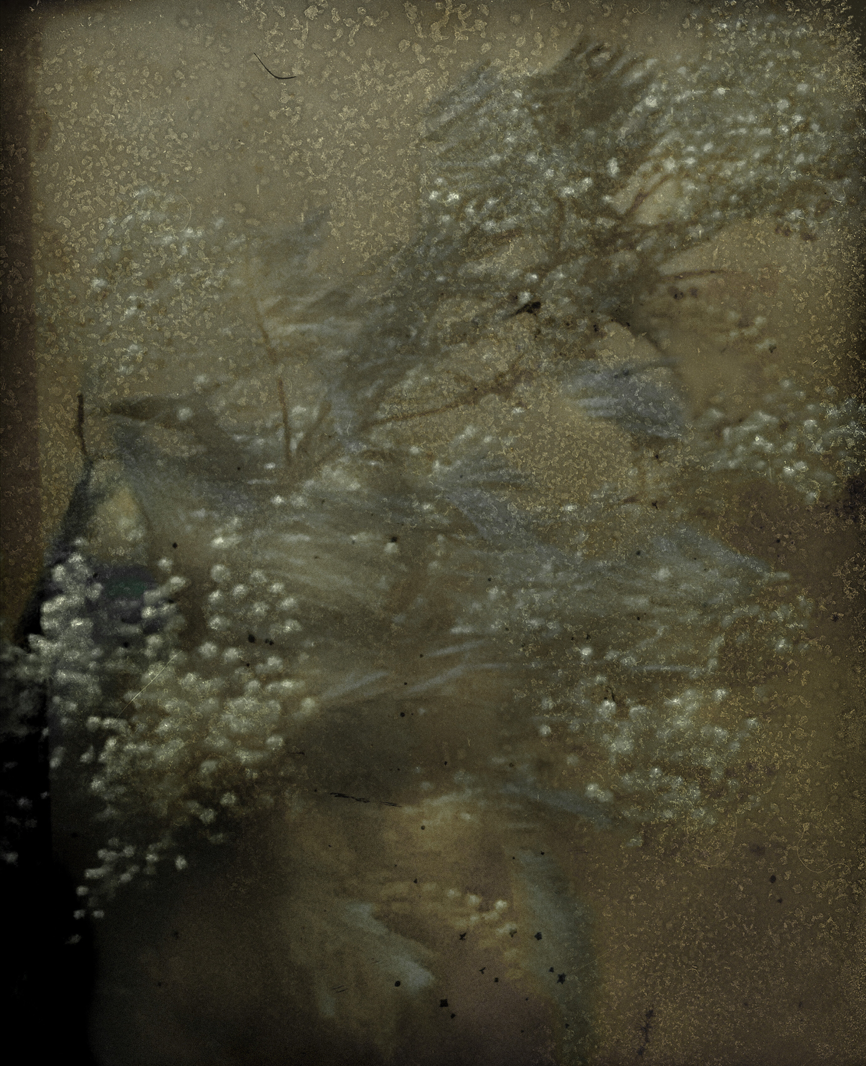 Мимоза, 2021 г. Фотограф Сара Мун