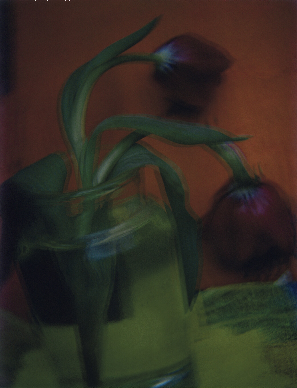 Тюльпаны, 2003 год. Фотограф Сара Мун