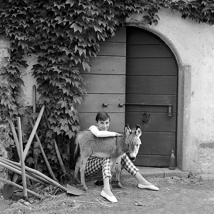 Одри Хепберн и осел Бимба на вилле Ролли, к югу от Рима, 1955 год. Фотограф Норман Паркинсон