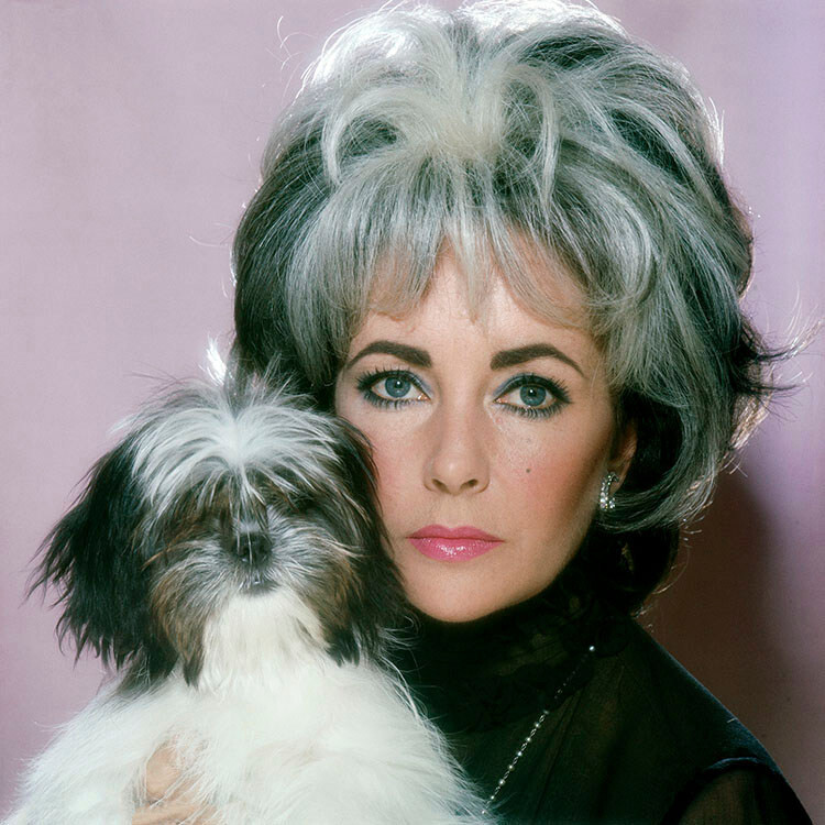 Элизабет Тейлор носит парик, чтобы соответствовать ее собаке ши-тцу, Марипозе. Неопубликованный кадр для Vogue, декабрь 1972 года. Фотограф Норман Паркинсон