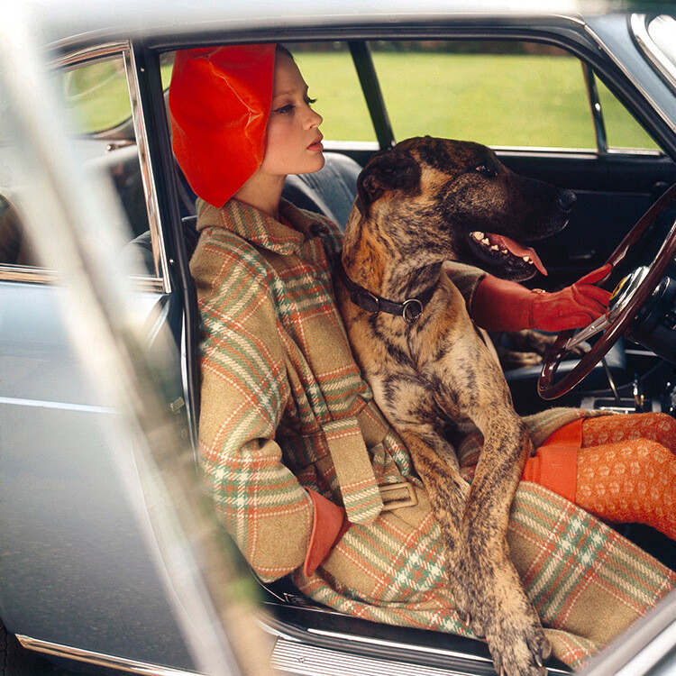Селия Хаммонд позирует в машине с собакой для журнала Vogue, сентябрь 1967 года. Фотограф Норман Паркинсон