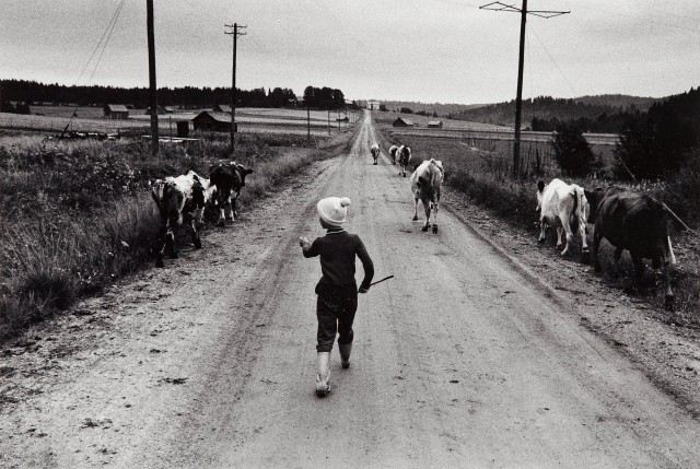 Семилетняя Хелен Йонссон отводит коров на выпас, 1960. Автор Суне Юнссон