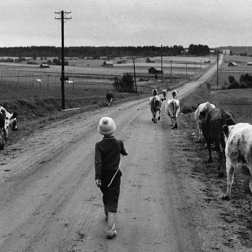 Семилетняя Хелен отводит коров на выпас, 1960. Автор Суне Юнссон