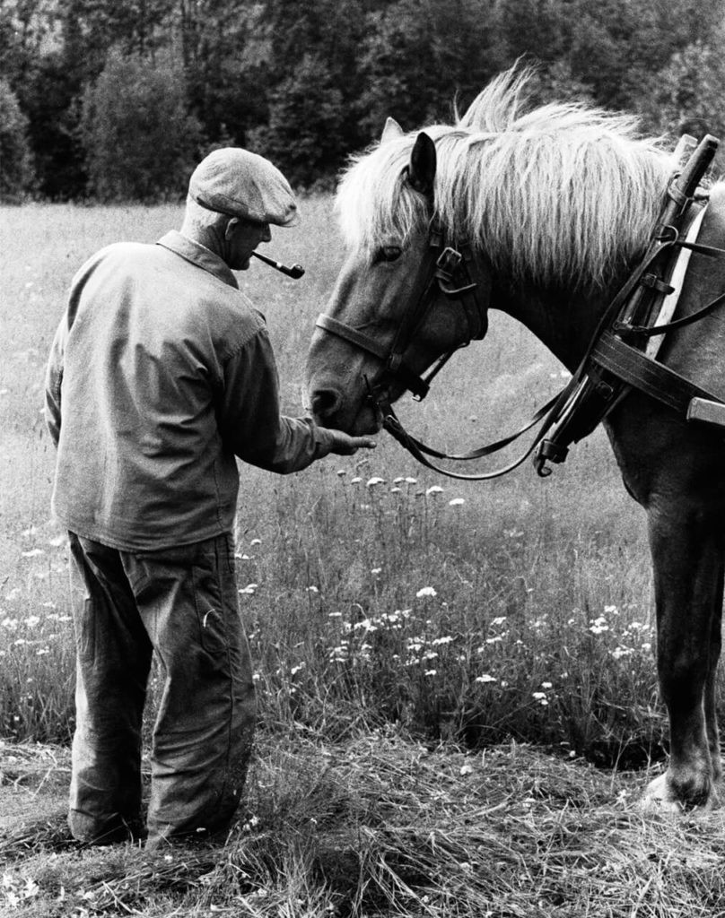 Хелмер Йонссон с лошадью, Нордмалинг, 1960. Автор Суне Юнссон