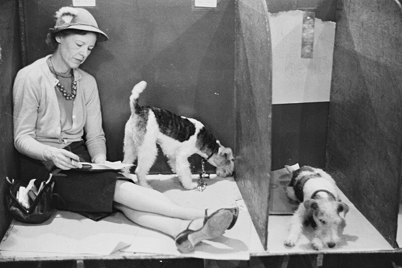 Выставка собак Отдых с собакой, Нью-Йорк, 1949 г. Фотограф Рут Оркин