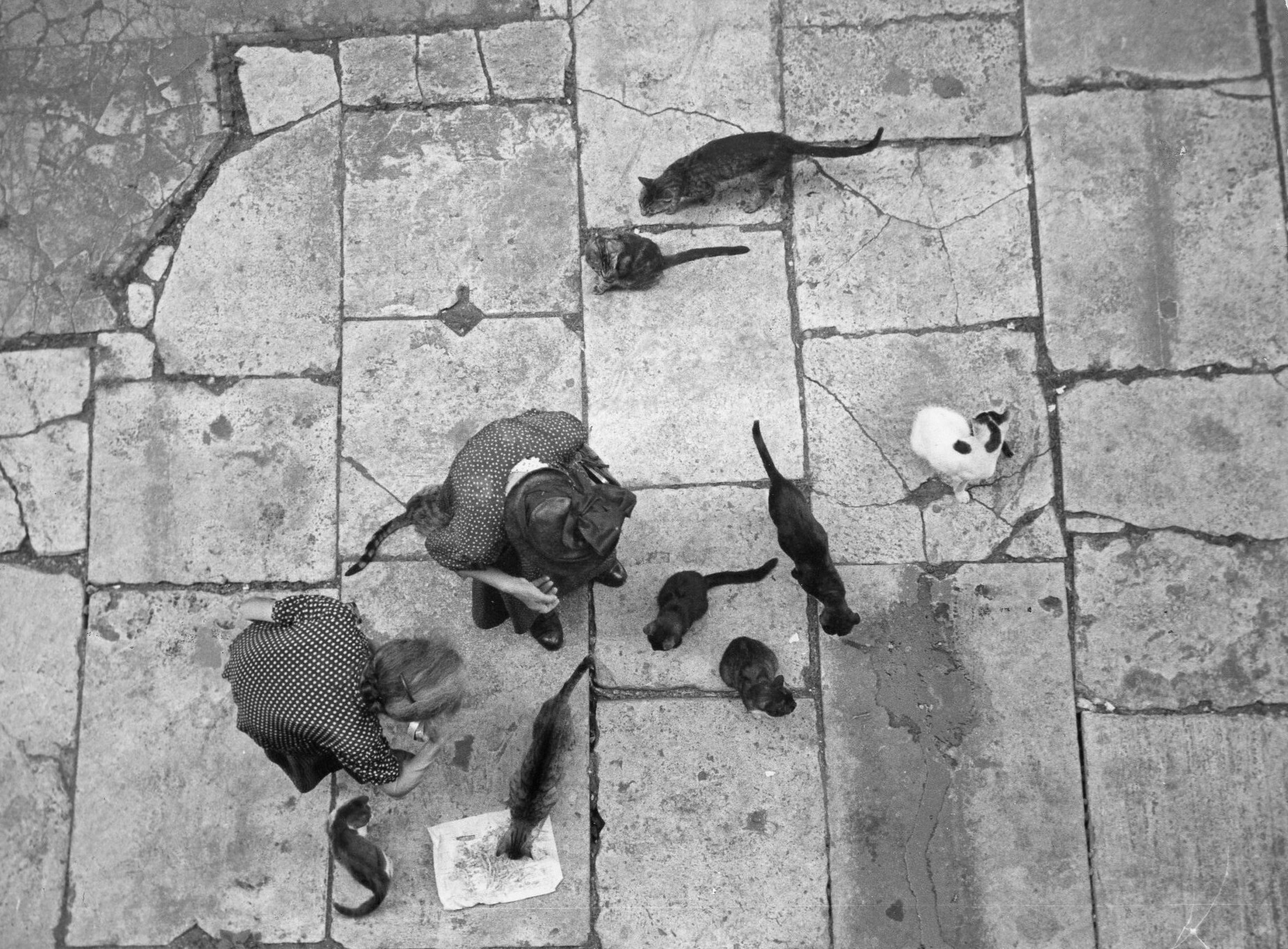 Женщина кормит кошек под Пантеоном, Рим, Италия, 1951 год. Фотограф Рут Оркин