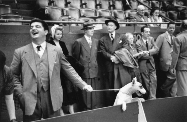 Выставка собак, хорошая шутка, Нью-Йорк, 1949 г. Фотограф Рут Оркин