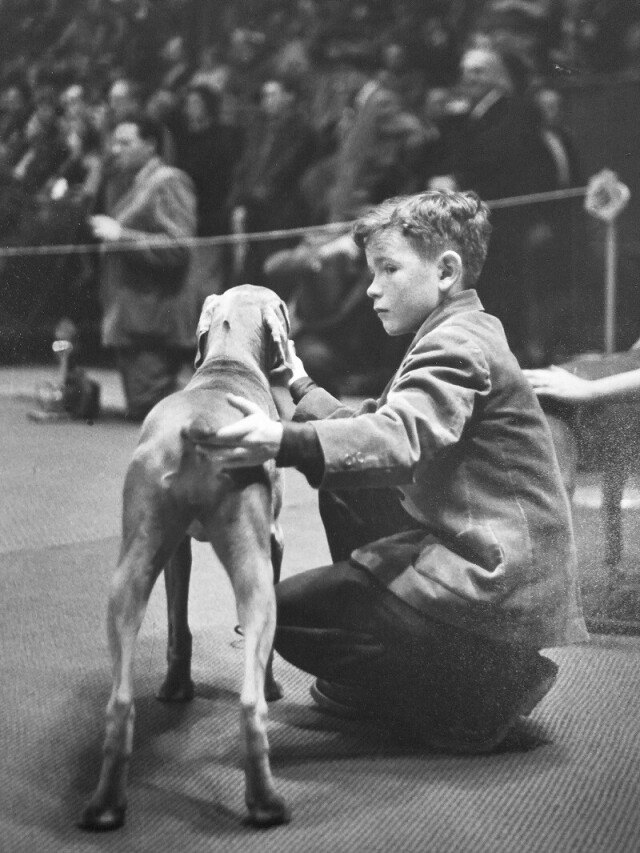 Выставка собак, мальчик с собакой, Нью-Йорк, 1949 год. Фотограф Рут Оркин